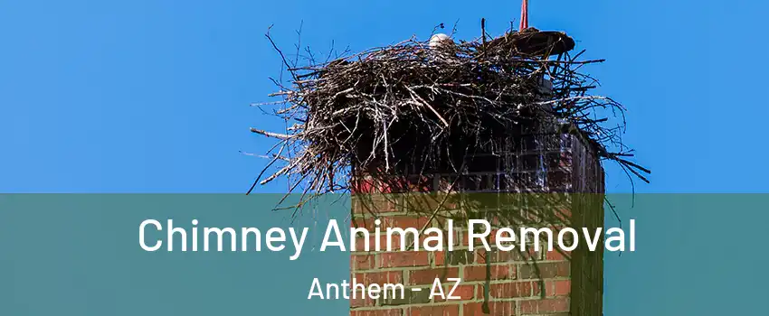 Chimney Animal Removal Anthem - AZ