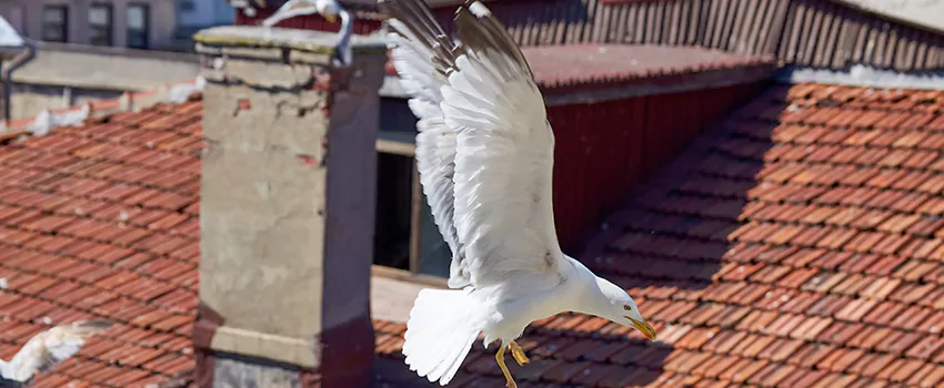 Residential Chimney Animal Removal Solution in Anthem, AZ