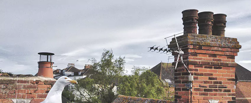 Chimney Cleaning And Restoration in Anthem, Arizona